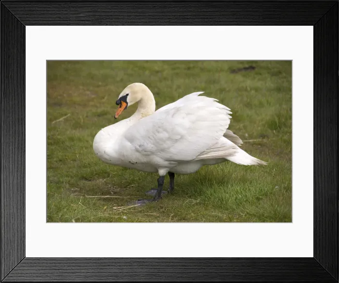Framed Print : DDE-90033211 Framed Print : DDE-90033211