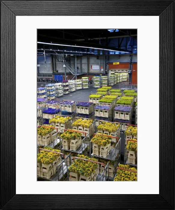 Framed Print : DDE-90033218