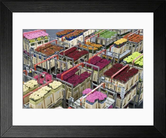 Framed Print : DDE-90033220 Framed Print : DDE-90033220