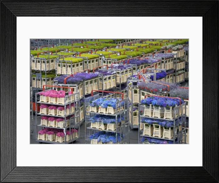 Framed Print : DDE-90033219 Framed Print : DDE-90033219