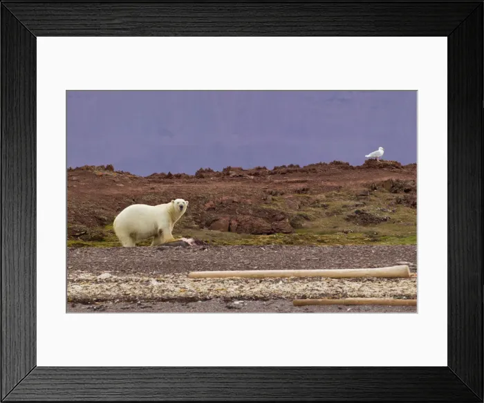 Framed Print : DDE-90033248 Framed Print : DDE-90033248