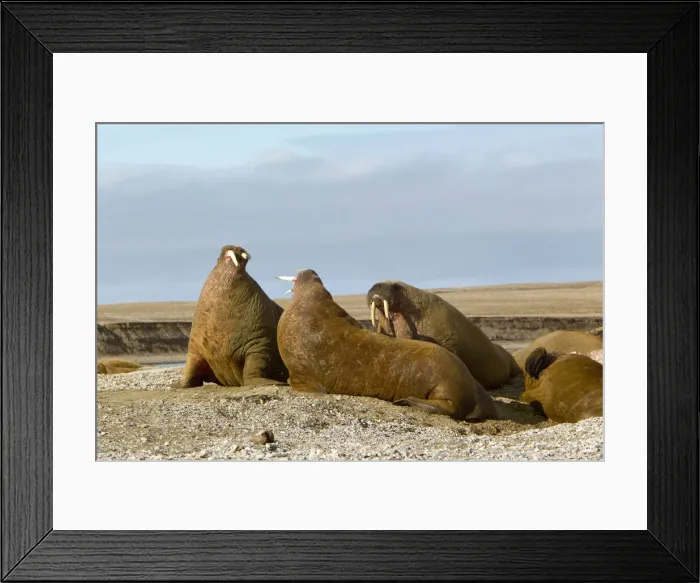 Framed Print : DDE-90033249 Framed Print : DDE-90033249