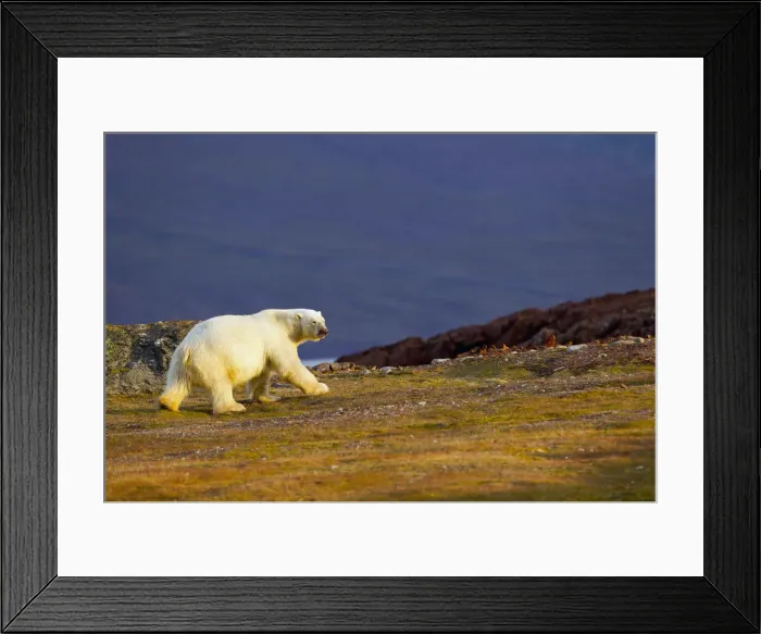 Framed Print : DDE-90033251 Framed Print : DDE-90033251
