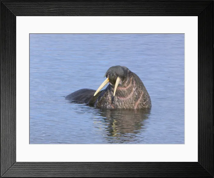 Framed Print : DDE-90033250 Framed Print : DDE-90033250