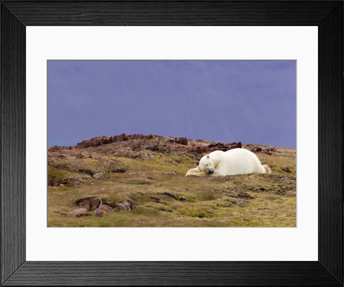 Framed Print : DDE-90033255 Framed Print : DDE-90033255