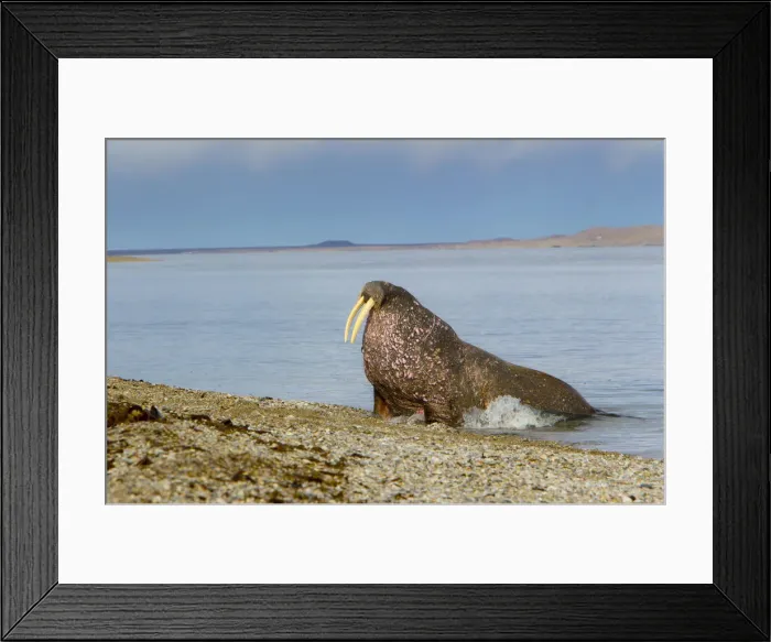 Framed Print : DDE-90033254 Framed Print : DDE-90033254