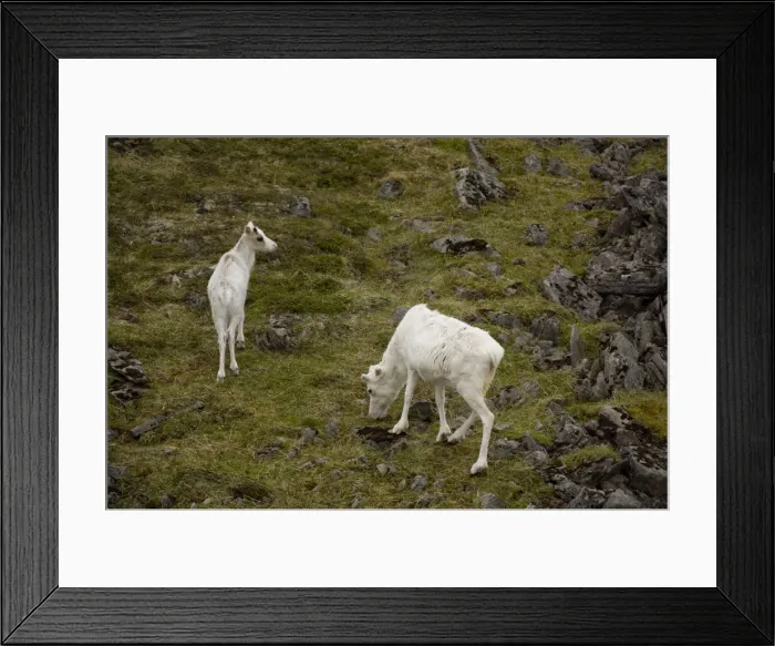 Framed Print : DDE-90033277 Framed Print : DDE-90033277