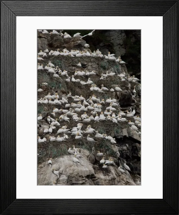 Framed Print : DDE-90033279 Framed Print : DDE-90033279