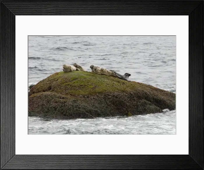 Framed Print : DDE-90033281 Framed Print : DDE-90033281