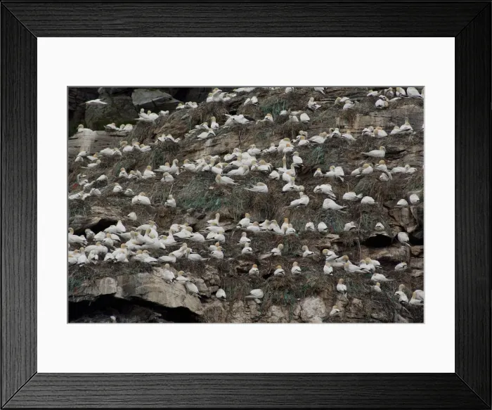 Framed Print : DDE-90033278 Framed Print : DDE-90033278