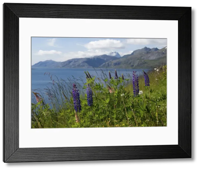 Framed Print : DDE-90033298 Framed Print : DDE-90033298