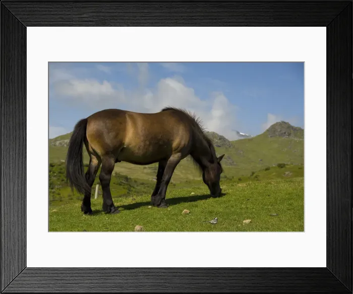 Framed Print : DDE-90033304
