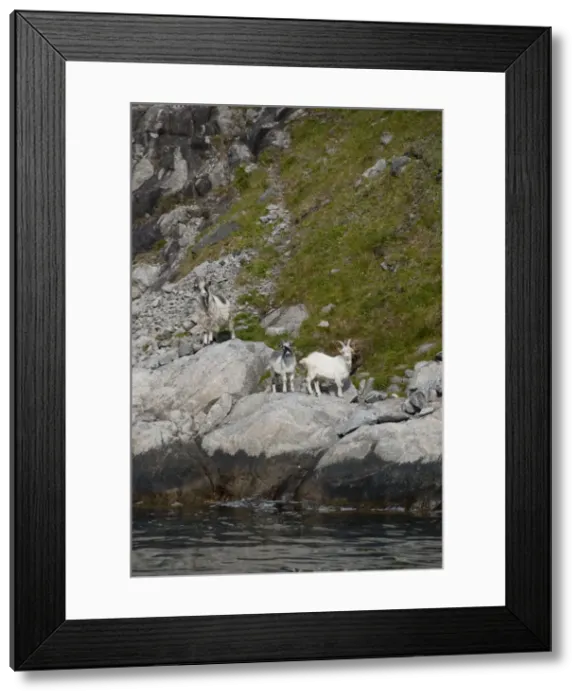 Framed Print : DDE-90033331 Framed Print : DDE-90033331