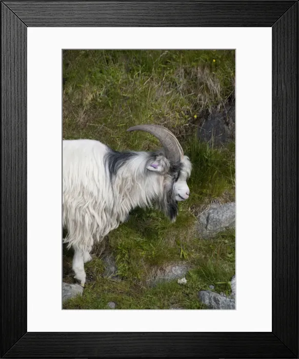 Framed Print : DDE-90033332 Framed Print : DDE-90033332