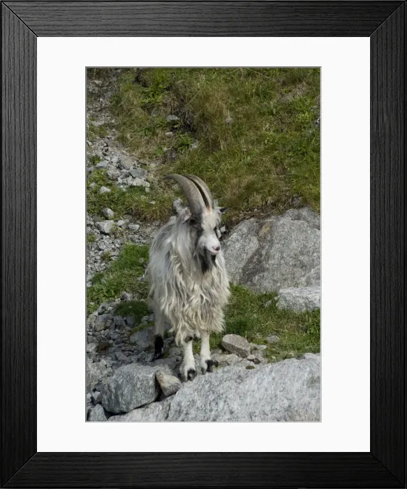Framed Print : DDE-90033333
