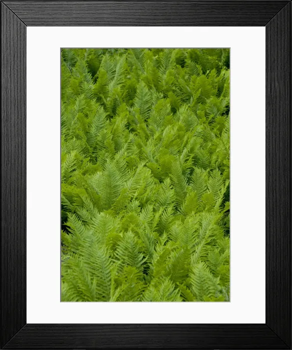 Framed Print : DDE-90033357 Framed Print : DDE-90033357