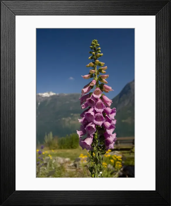 Framed Print : DDE-90033430 Framed Print : DDE-90033430