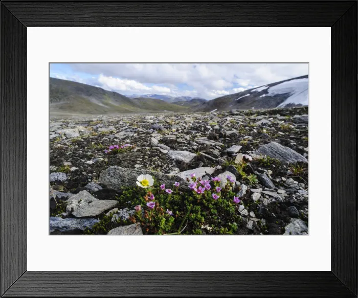 Framed Print : DDE-90033477 Framed Print : DDE-90033477