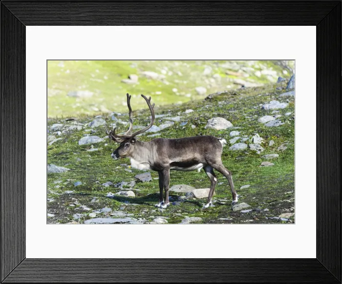 Framed Print : DDE-90033488 Framed Print : DDE-90033488