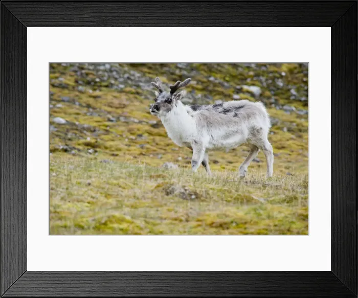 Framed Print : DDE-90033493 Framed Print : DDE-90033493