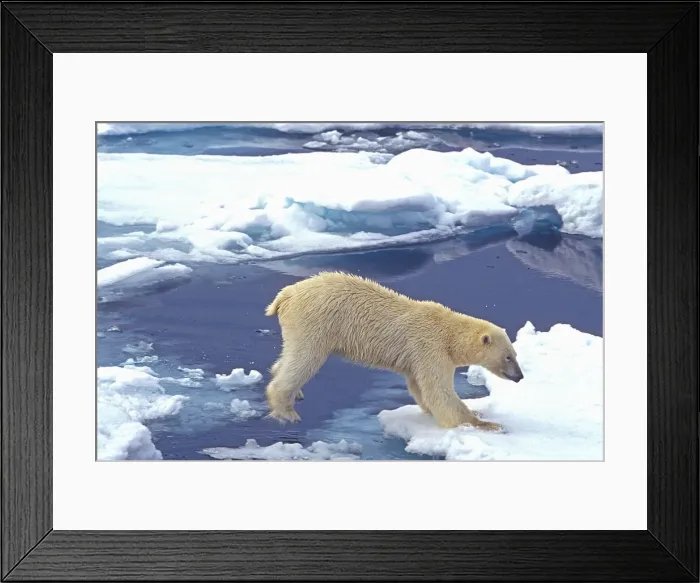 Framed Print : DDE-90033499 Framed Print : DDE-90033499