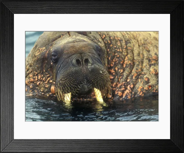 Framed Print : DDE-90033502 Framed Print : DDE-90033502