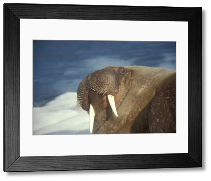 Framed Print : DDE-90033503 Framed Print : DDE-90033503