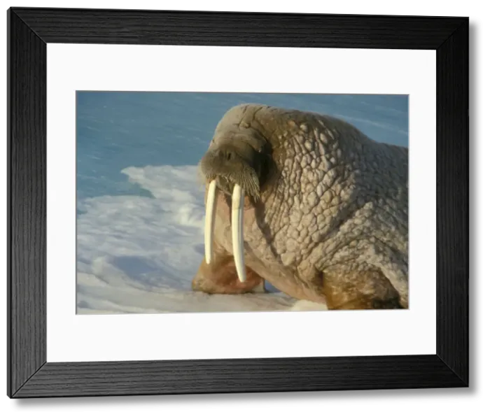 Framed Print : DDE-90033504