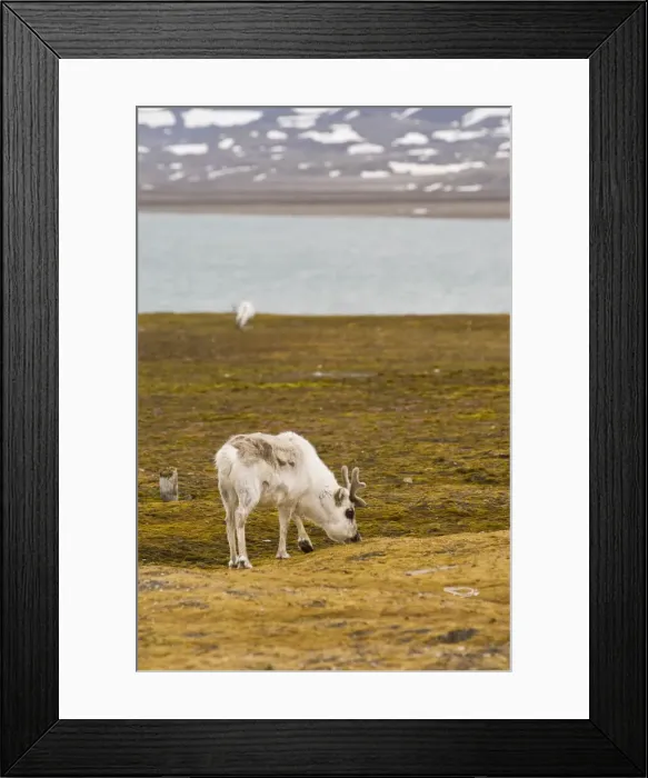 Framed Print : DDE-90033505 Framed Print : DDE-90033505