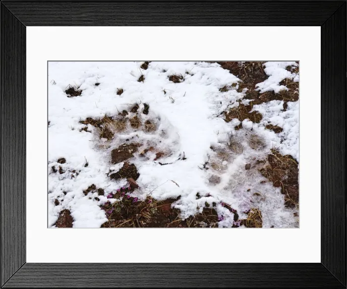 Framed Print : DDE-90033506
