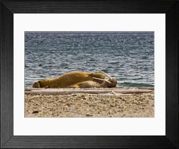 Framed Print : DDE-90033513 Framed Print : DDE-90033513