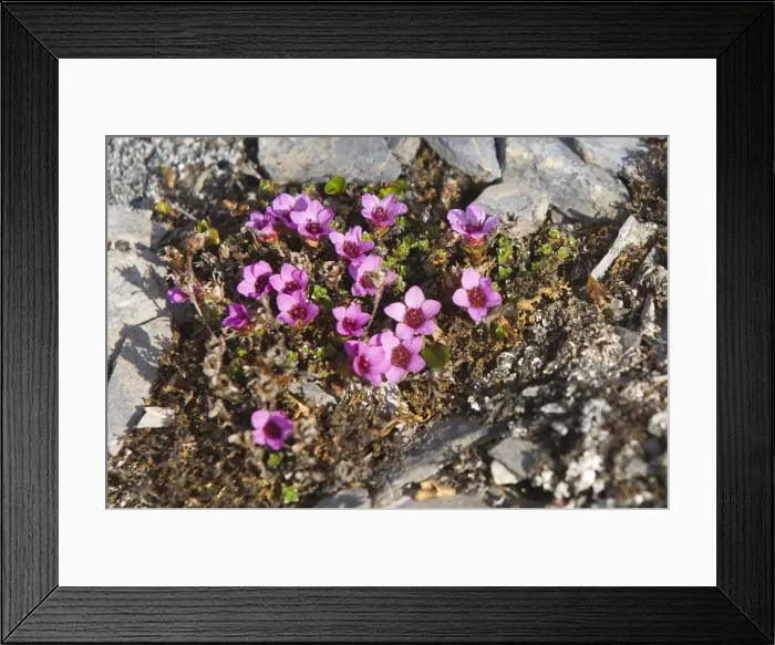 Framed Print : DDE-90033515 Framed Print : DDE-90033515