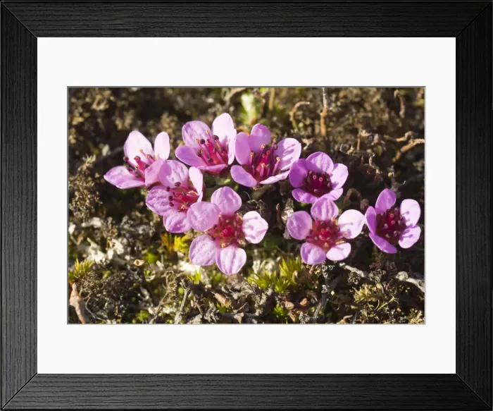 Framed Print : DDE-90033517 Framed Print : DDE-90033517