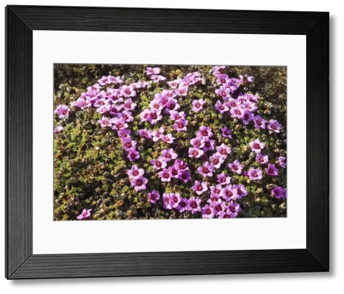 Framed Print : Unknown. Norway. Tundra flowers Svalbard Archipelago, Norway. Date: 09 / 02 / 2006 Framed Print : Unknown. Norway. Tundra flowers Svalbard Archipelago, Norway. Date: 09 / 02 / 2006