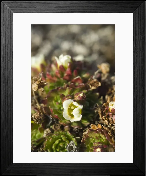 Framed Print : DDE-90033518