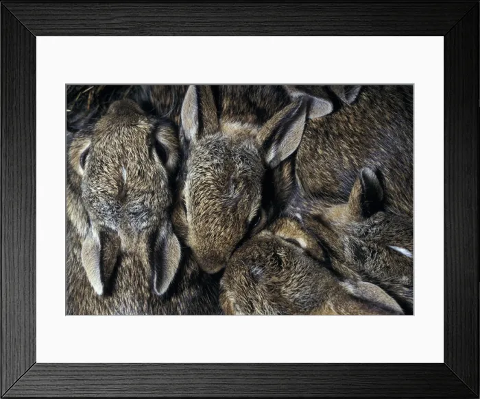 Framed Print : DDE-90033520 Framed Print : DDE-90033520