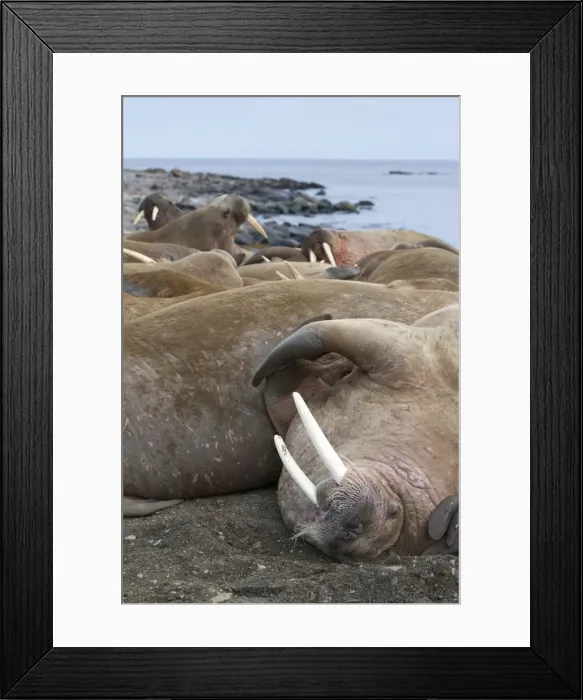 Framed Print : DDE-90033529 Framed Print : DDE-90033529