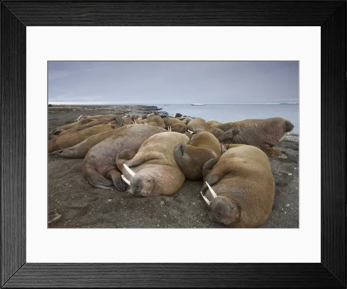 Framed Print : DDE-90033530 Framed Print : DDE-90033530