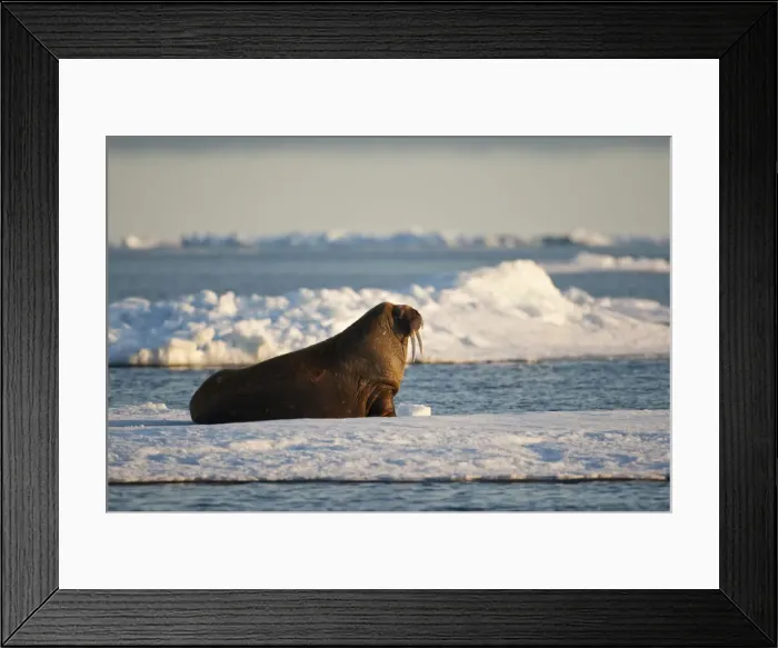 Framed Print : DDE-90033533 Framed Print : DDE-90033533