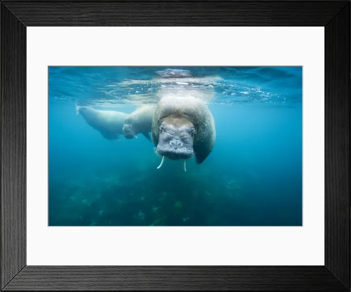 Framed Print : DDE-90033531 Framed Print : DDE-90033531