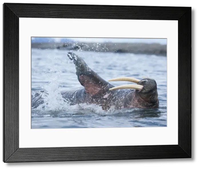 Framed Print : DDE-90033535 Framed Print : DDE-90033535
