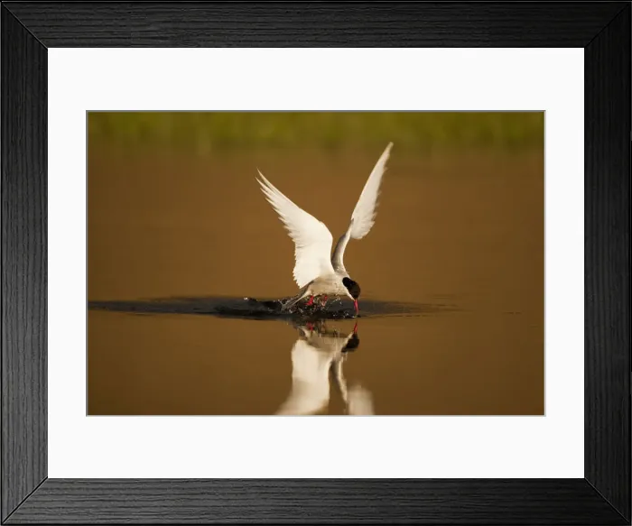 Framed Print : DDE-90033536 Framed Print : DDE-90033536