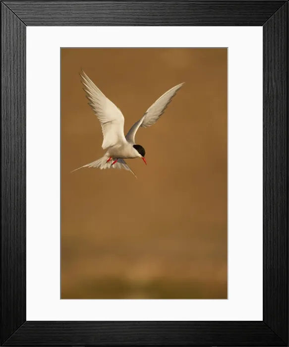 Framed Print : DDE-90033537 Framed Print : DDE-90033537