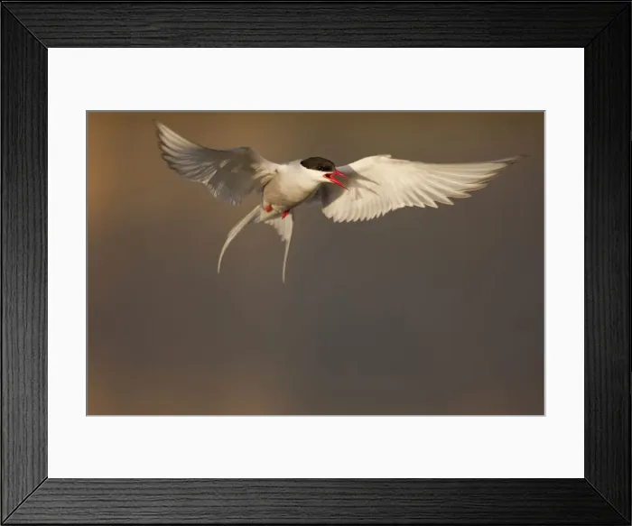 Framed Print : DDE-90033538 Framed Print : DDE-90033538