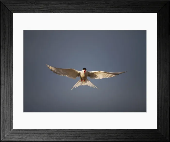 Framed Print : DDE-90033539