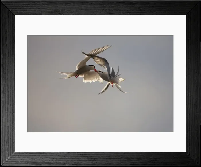 Framed Print : DDE-90033540 Framed Print : DDE-90033540