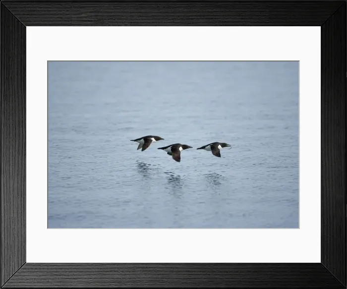 Framed Print : DDE-90033534 Framed Print : DDE-90033534