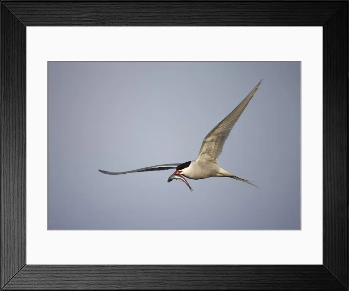 Framed Print : DDE-90033544