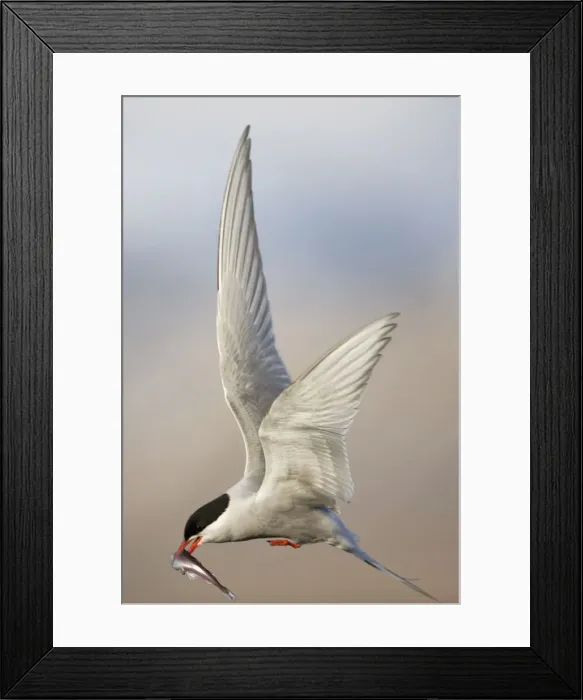 Framed Print : DDE-90033545 Framed Print : DDE-90033545