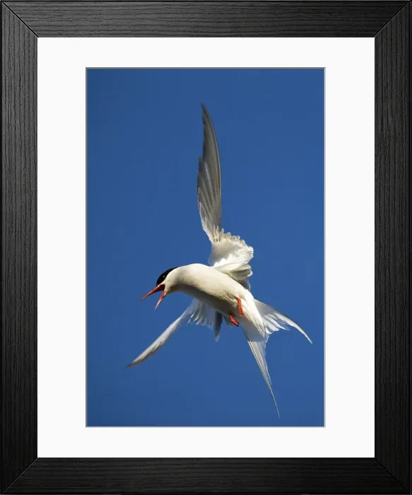 Framed Print : DDE-90033546 Framed Print : DDE-90033546